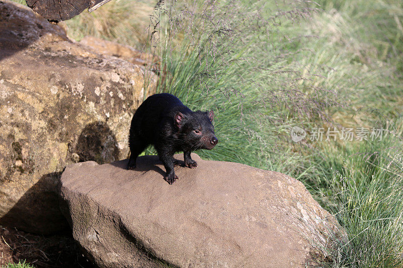 塔斯马尼亚岛的袋獾(Sarcophilus harrisii)。澳大利亚